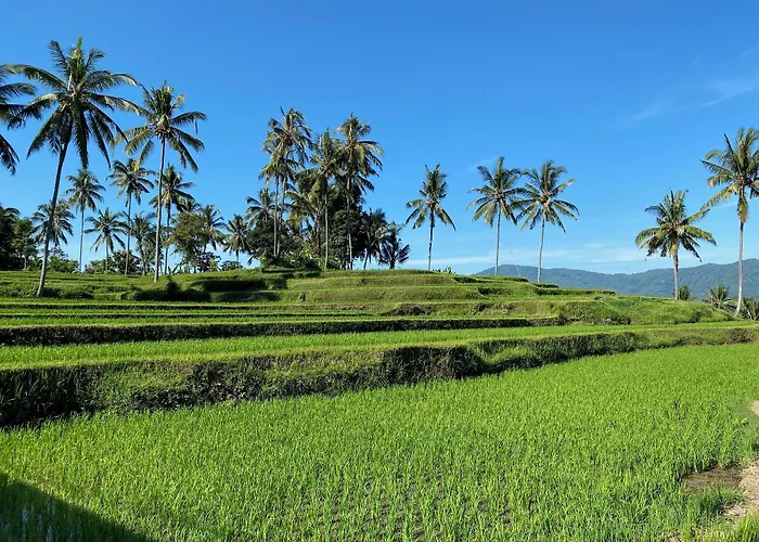 Mayong Bali And * Munduk